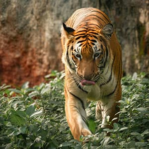 Tiger in the wild