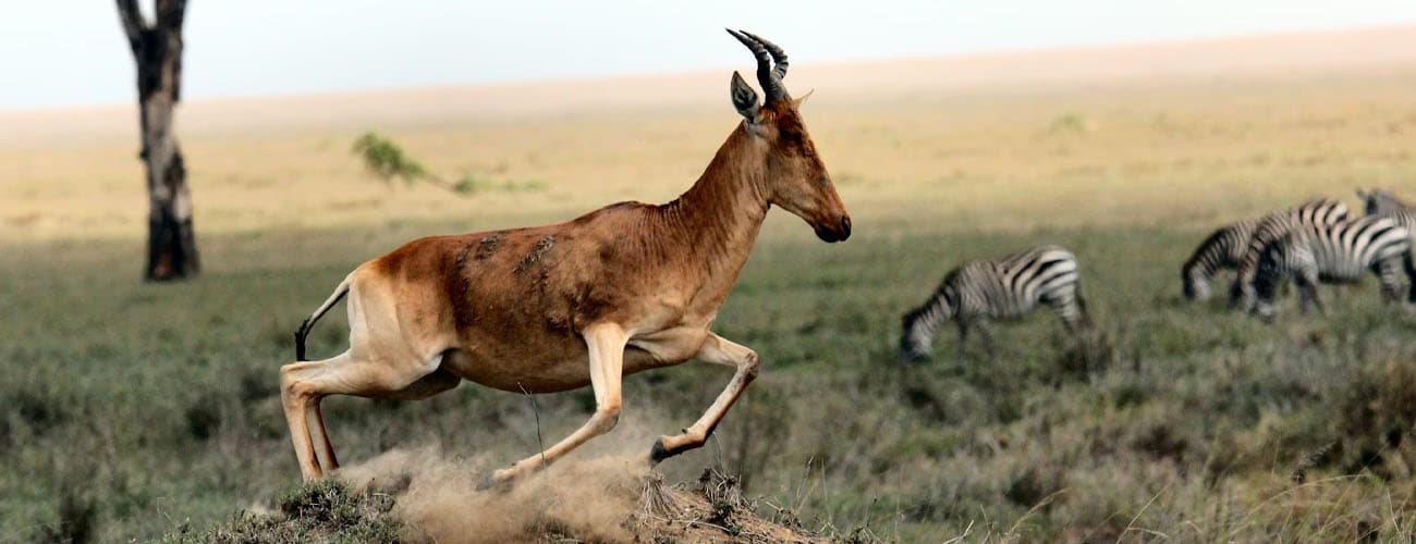 Wildlife Safari Experience